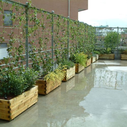 1potatura-professionale-alberi-bergamo-risultatijpg