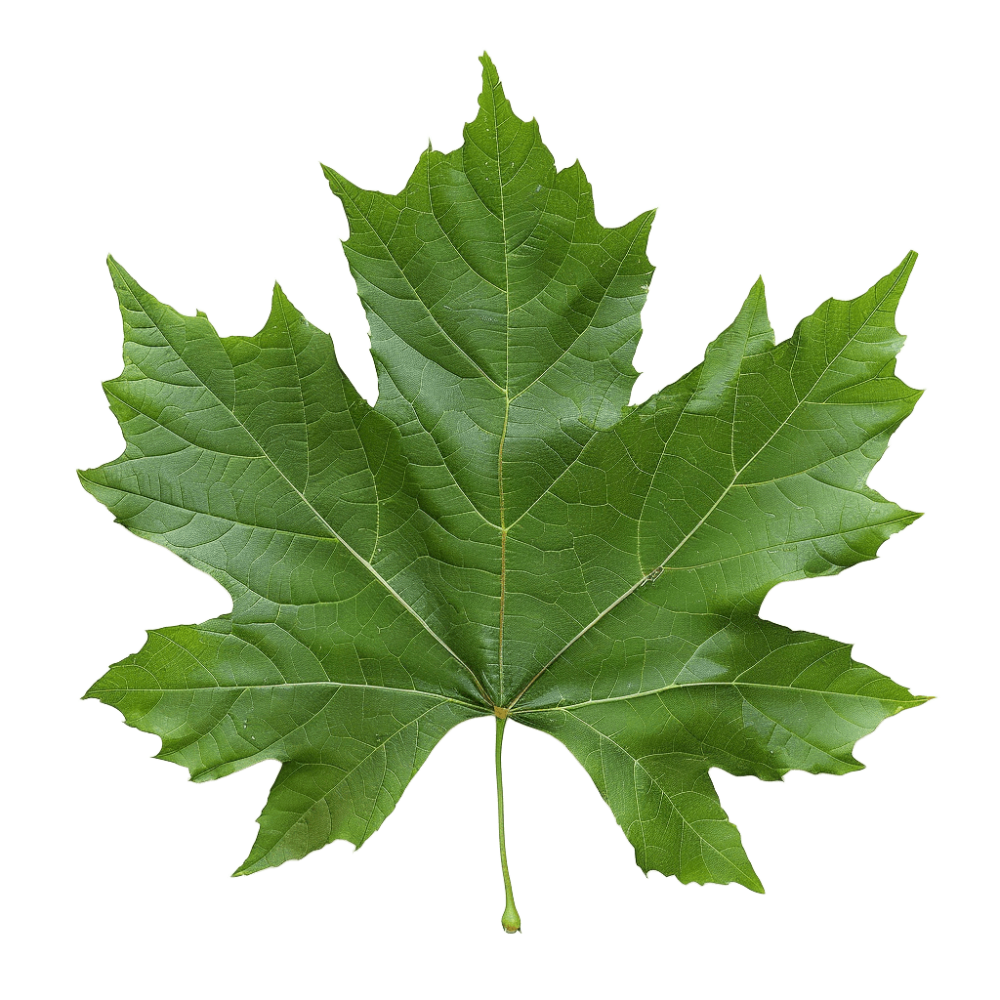 foglie acero giardino perfetto bergamo