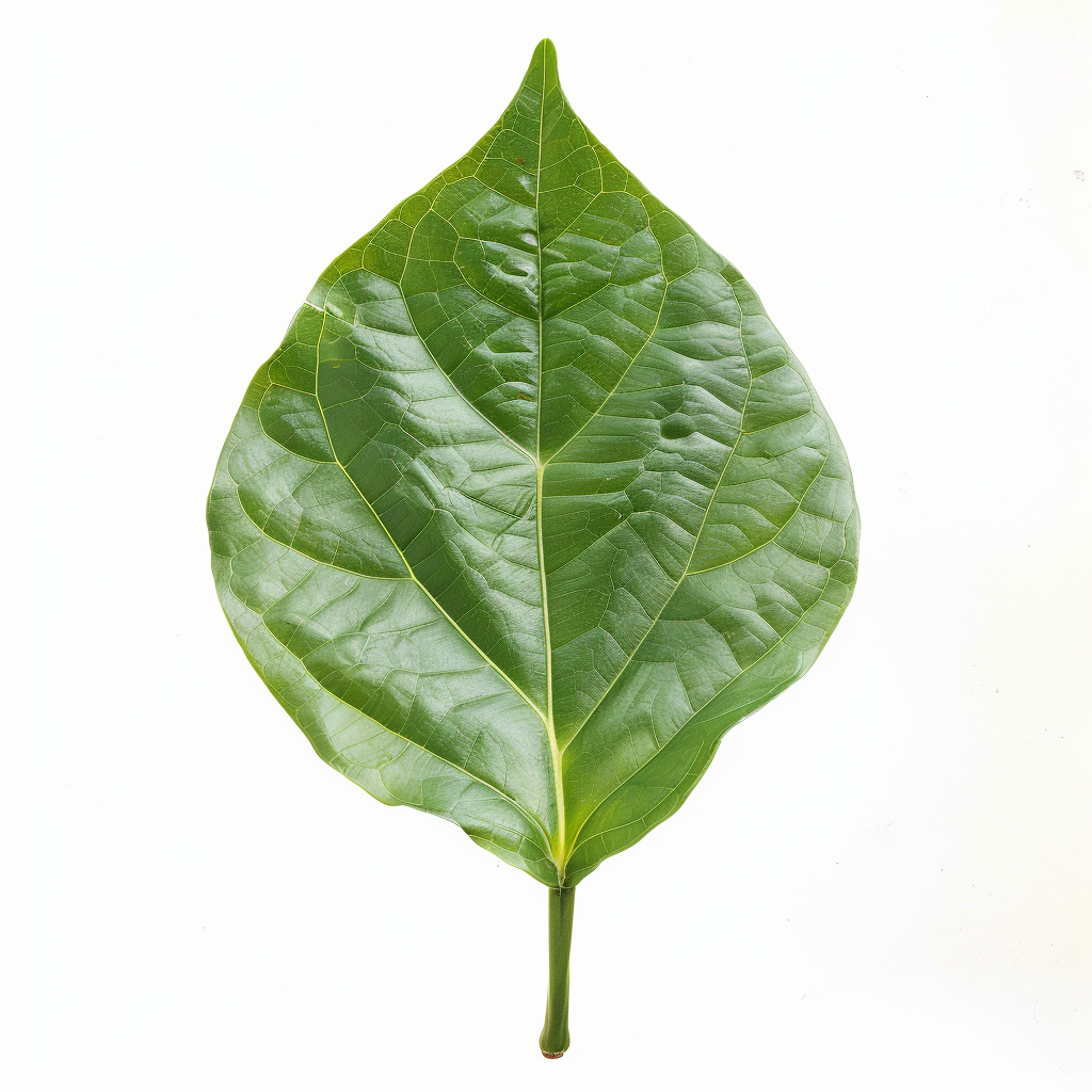 Foglia verde perfetta