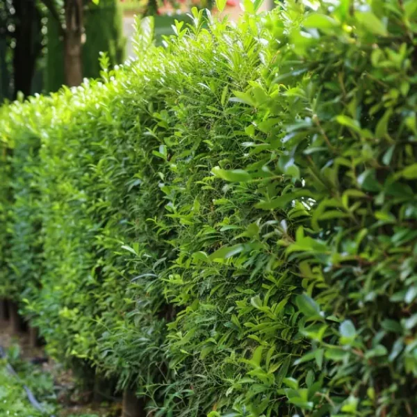 siepe-privacy-densa-bergamo